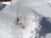 Doggo Really Loves Playing Around In The Snow