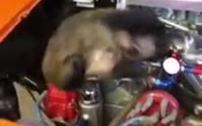 When You Decide To Fix Your Car Yourself - Animals - VIDEOTIME.COM