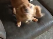 Little Cute Doggo Jumps On The Sofa