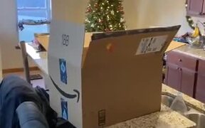 Cats+Cardboard Box = Immediate Home! - Animals - VIDEOTIME.COM