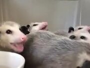 Opossums Eating Bananas