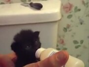 Little Kitten Is Very Hungry! - Animals - Y8.COM