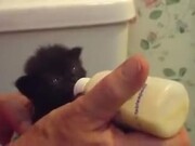 Little Kitten Is Very Hungry! - Animals - Y8.COM