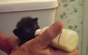 Little Kitten Is Very Hungry!