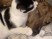 Cat And Pitbull Are The Best Of Friends