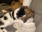 Cat And Pitbull Are The Best Of Friends