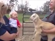 Human Baby And Baby Goat Share The Same Language!