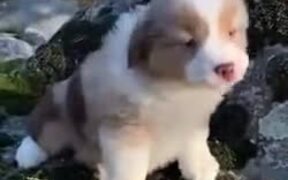 Tiny Pupper's Cute Awoos! - Animals - VIDEOTIME.COM