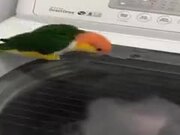 Birdie Intrigued By Washing Machine