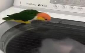 Birdie Intrigued By Washing Machine - Animals - VIDEOTIME.COM