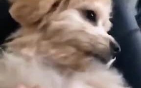 Sleeping Mlem Doggo Gets Woken Up - Animals - VIDEOTIME.COM