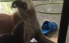 Two Rather Unlikely Animals Became Friends - Animals - VIDEOTIME.COM