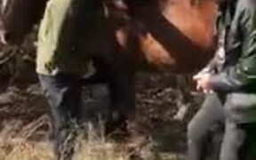 Getting On A Horse Isn't That Easy - Animals - VIDEOTIME.COM