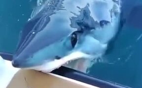 Mako Shark Quietly Nibbles On A Boat! - Animals - VIDEOTIME.COM