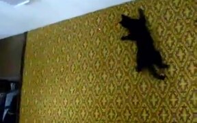 Cat Defies Gravity And Climbs On Wall - Animals - VIDEOTIME.COM