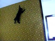 Cat Defies Gravity And Climbs On Wall