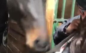This Horse Loves Playing Around With Zippers - Animals - VIDEOTIME.COM