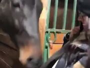 This Horse Loves Playing Around With Zippers
