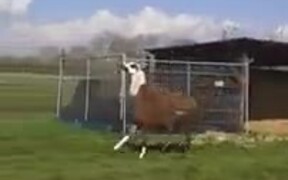 The Happiest Llama You'll Ever See - Animals - VIDEOTIME.COM