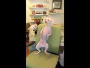 Doggo Sure Knows Some Good Dance Steps!