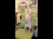 Doggo Sure Knows Some Good Dance Steps!