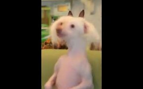 Doggo Sure Knows Some Good Dance Steps! - Animals - VIDEOTIME.COM