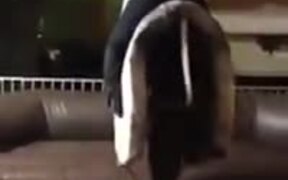 Woman Rides On A Twerking Mechanical Bull! - Fun - VIDEOTIME.COM