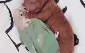 Cute Parrot Cuddles With Newborn Pup - Animals - VIDEOTIME.COM