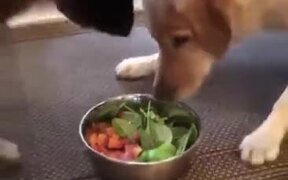 How You Shy Away From Your Diet - Animals - VIDEOTIME.COM