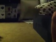 Little Puppy Jumps Off Couch