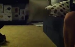 Little Puppy Jumps Off Couch - Animals - VIDEOTIME.COM