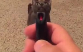 Here's A Cat Complaining About The Laser Pointer - Animals - VIDEOTIME.COM
