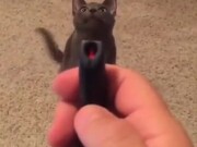 Here's A Cat Complaining About The Laser Pointer