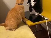 Cats Fighting Literally Like Humans