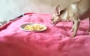 Doggo Not Ready To Share Food - Animals - VIDEOTIME.COM