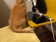 Cats Fighting Literally Like Humans