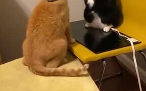 Cats Fighting Literally Like Humans - Animals - VIDEOTIME.COM