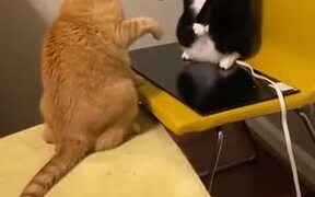 Cats Fighting Literally Like Humans - Animals - VIDEOTIME.COM