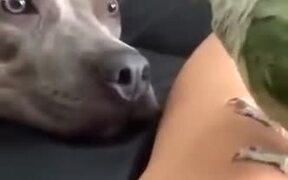 Dog And Bird Absolutely Love Each Other - Animals - VIDEOTIME.COM