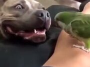 Dog And Bird Absolutely Love Each Other