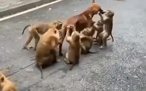 Doggo Gets A Spa Treatment From The Monkeys - Animals - VIDEOTIME.COM