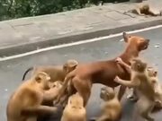 Doggo Gets A Spa Treatment From The Monkeys