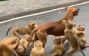 Doggo Gets A Spa Treatment From The Monkeys - Animals - VIDEOTIME.COM