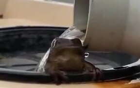 Frog Really Happy About The Rains - Animals - VIDEOTIME.COM