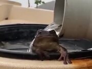 Frog Really Happy About The Rains