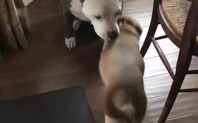 Doggo Really, Really Wants To Go Out For A Walk - Animals - VIDEOTIME.COM