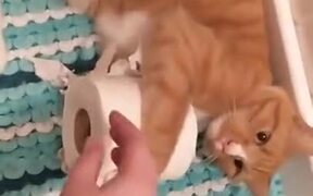 Cats And Their Unending Desire - Animals - VIDEOTIME.COM