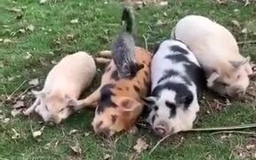 The Four Pigs And The Cat! - Animals - VIDEOTIME.COM