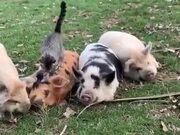 The Four Pigs And The Cat!
