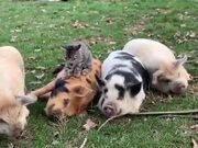 The Four Pigs And The Cat!